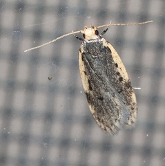 Hoplostega ochroma