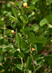 Chamaecrista rotundifolia