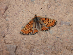 Euphydryas desfontainii