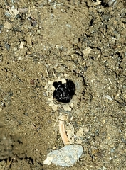 Antrodiaetus unicolor