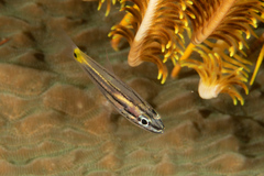 Cheilodipterus isostigma