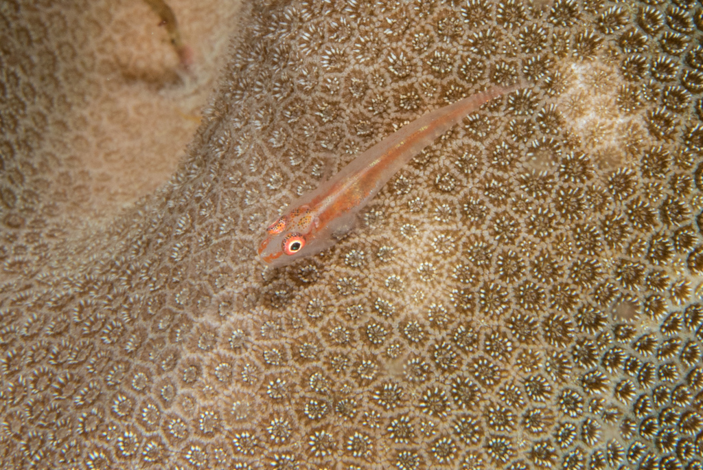 Coral Whipgoby