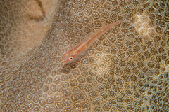 Bryaninops erythrops
