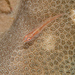 Fire-coral Goby - Photo (c) Mark Rosenstein, some rights reserved (CC BY-NC), uploaded by Mark Rosenstein