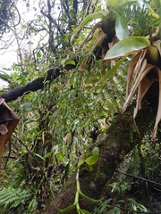 Epidendrum ramosum