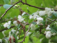 Symplocos sawafutagi, photograph (c) mami_t_t, some rights reserved (CC BY)