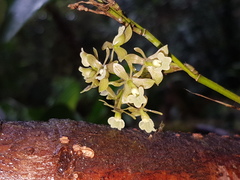 Epidendrum anceps