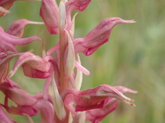 Anacamptis sancta