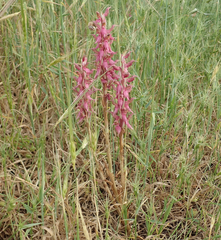 Anacamptis sancta