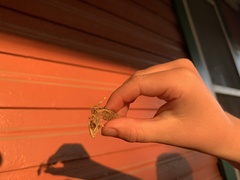 Hemidactylus turcicus