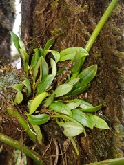 Stelis ophioglossoides