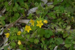 Lysimachia grammica