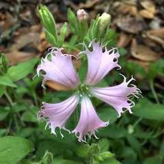 Silene polypetala