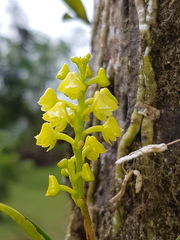 Polystachya concreta