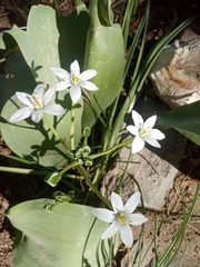Ornithogalum orthophyllum