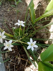 Ornithogalum orthophyllum
