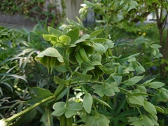 Helleborus foetidus