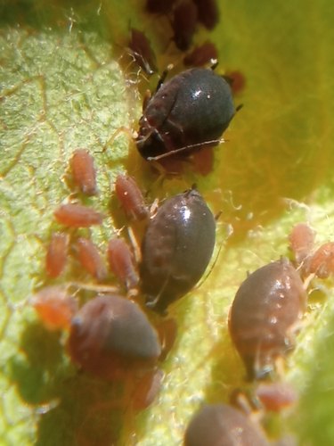 Pear-grass Aphid
