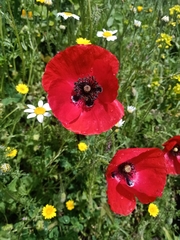Papaver rhoeas