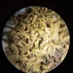 Jubula pennsylvanica