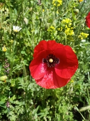 Papaver rhoeas