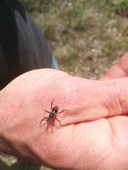 Rhynocoris annulatus