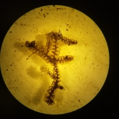 Jubula pennsylvanica