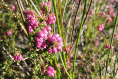 Erica clavisepala