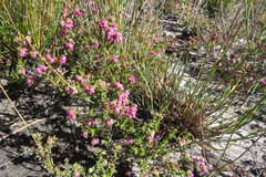 Erica clavisepala