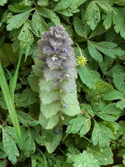 Ajuga pyramidalis