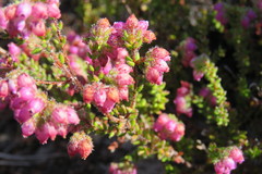 Erica clavisepala