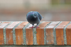 Columba livia domestica