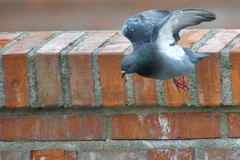 Columba livia domestica