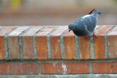 Columba livia domestica