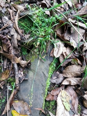 Luzula forsteri