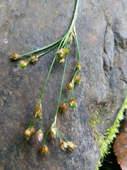 Luzula forsteri