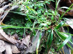 Luzula forsteri