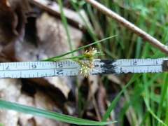 Luzula forsteri