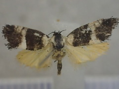 Hypertrophinae