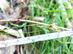 Luzula forsteri