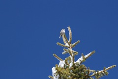 Junco hyemalis caniceps