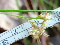 Luzula forsteri