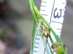 Luzula forsteri