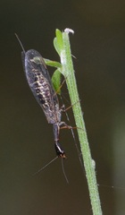 Raphidiidae