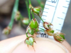 Luzula forsteri