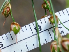 Luzula forsteri