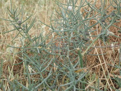 Asparagus horridus