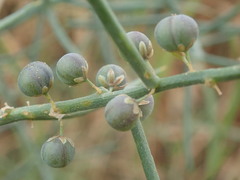 Asparagus horridus