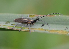Agapanthia cardui