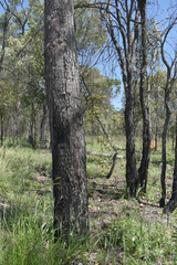 Corymbia ellipsoidea